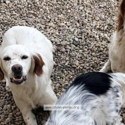 Photo 1/1 Ne souhaite pas le donner Chien lost in Aubigne sur layon