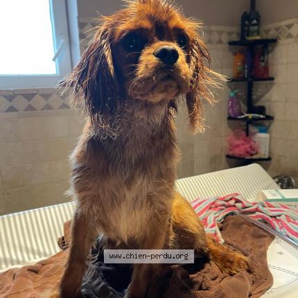 Photo 1/1 Hermione- Vanille Chien lost in Montchanin