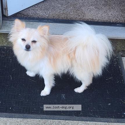 Photo 1/1 Reunited dog Lost in Baytown