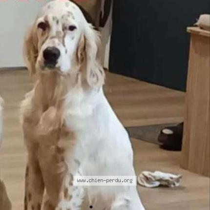 Photo 1/1 Vito Chien lost in Saint denis de pile