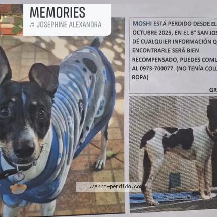 Photo 1/1 MOSHI Chien lost in Cdad pdte franco