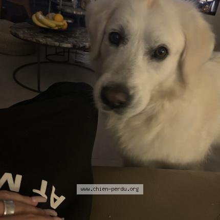 Photo 1/1 Laika Chien lost in Gareoult