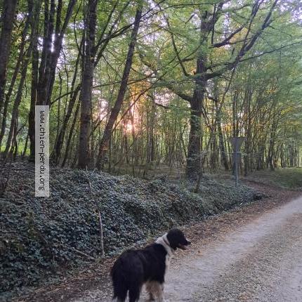 Photo 1/1 Oscar Chien lost in Mensignac