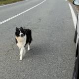 Picture of dog found at Monestier Du Percy