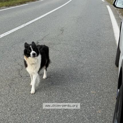 Photo 1/1 Found dog Found in Monestier du percy