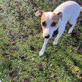 Picture of dog found at Leigne Sur Usseau