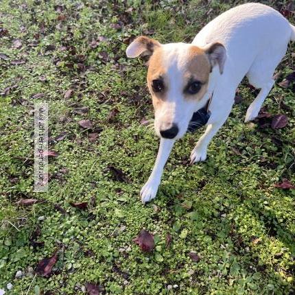 Photo 1/1 Found dog Found in Leigne sur usseau