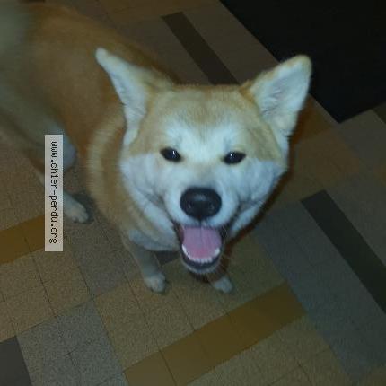 Photo 1/1 Dog reunited Found in Angouleme