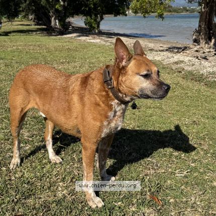 Photo 1/1 COHIBA Chien lost in Paita