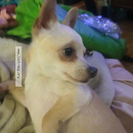 Photo 1/1 DumDum Dog lost in Milwaukee