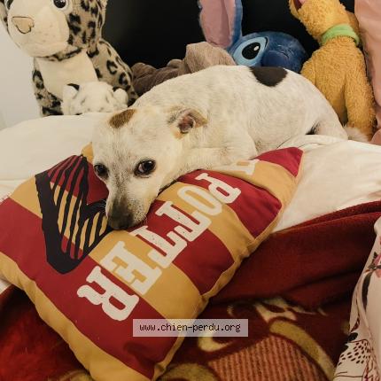 Photo 1/1 Rescuel Chien lost in Arles