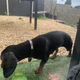 Picture of dog found at Saint Ambroix