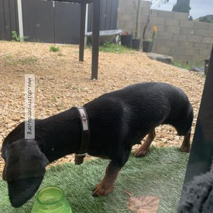 Photo 1/1 Found dog Found in Saint ambroix