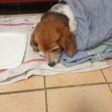Picture of dog found at Oloron Sainte Marie