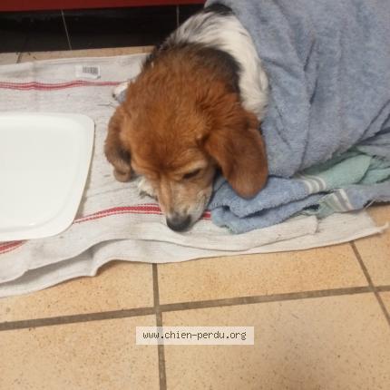 Photo 1/1 Found dog Found in Oloron sainte marie