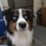 Picture of dog found at St Regis Du Coin