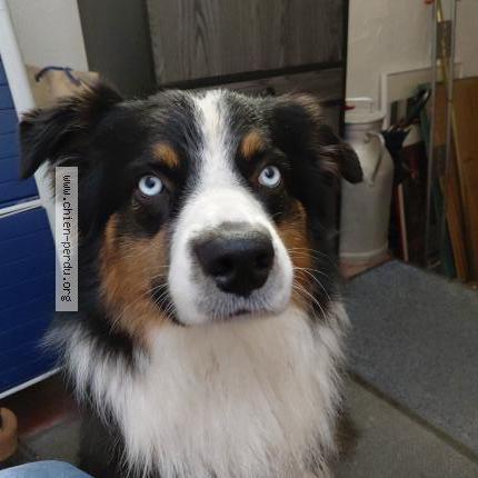 Photo 1/1 Found dog Found in St regis du coin