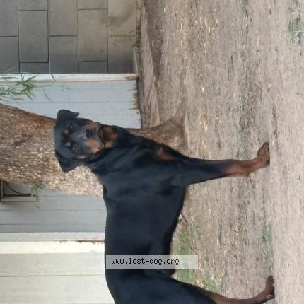 Photo 1/1 Found dog Found in Glendale