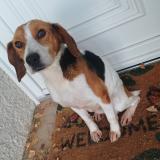 Picture of dog found at Gannat