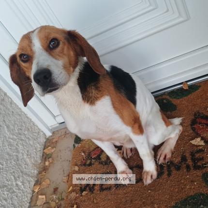 Photo 1/1 Found dog Found in Gannat