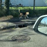 Picture of dog found at Beynost