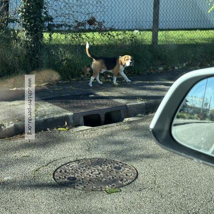 Photo 1/1 Found dog Found in Beynost
