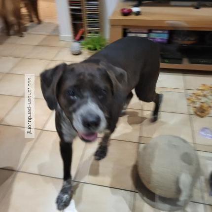 Photo 1/1 Found dog Found in Plan d orgon