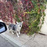 Picture of dog found at Saint Remy De Provence