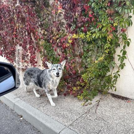 Photo 1/1 Found dog Found in Saint remy de provence
