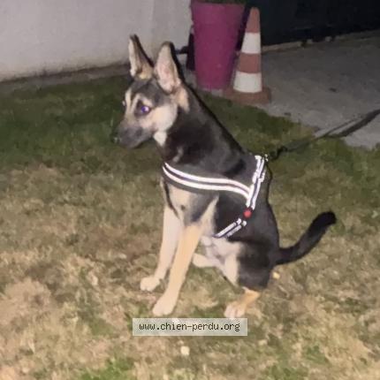 Photo 1/1 Found dog Found in Meru