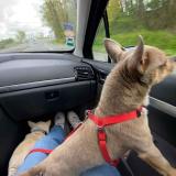 Picture of dog lost at Petite Foret