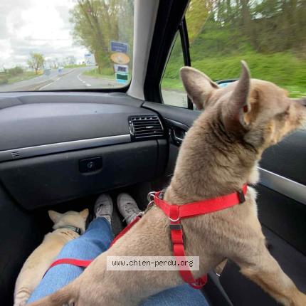 Photo 1/1 Guizmo Chien lost in Petite foret