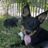 Picture of dog lost at Thilouze