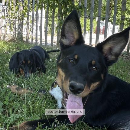 Photo 1/1 Bertille Chien lost in Thilouze