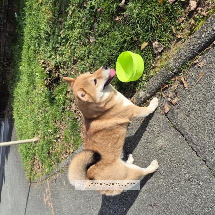 Photo 1/1 Found dog Found in Danjoutin