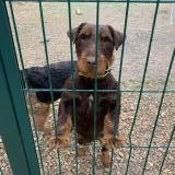 Picture of dog lost at Sormery