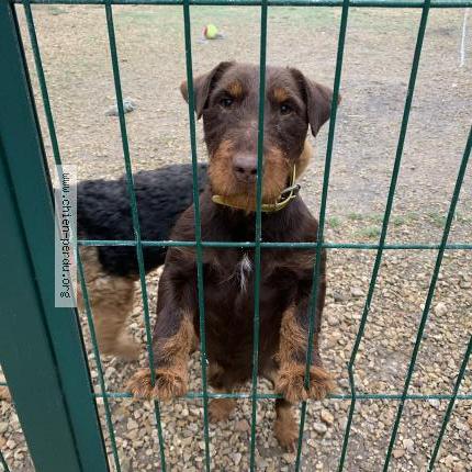 Photo 1/1 Rafale Chien lost in Sormery