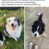 Picture of dog lost at Ecurey En Verdunois
