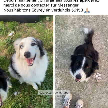 Photo 1/1 Pablo Chien lost in Ecurey en verdunois