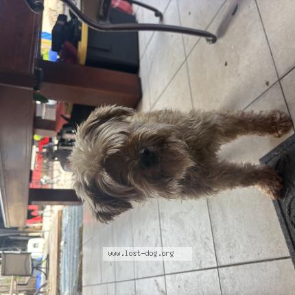 Photo 1/1 Found dog Found in West palm beach