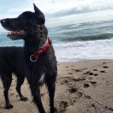 Picture of dog lost at Rivesaltes