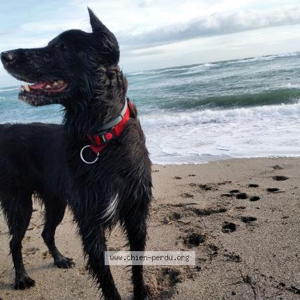 Photo 1/1 Poca Chien lost in Rivesaltes