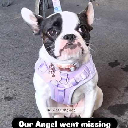 Photo 1/1 Angel Chien lost in Alpine