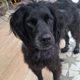 Picture of dog lost at Plomeur