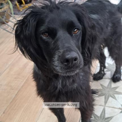 Photo 1/1 STOUPIK Chien lost in Plomeur