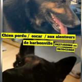 Picture of dog lost at Barbonville