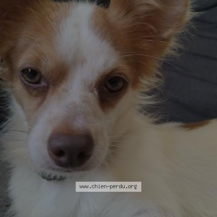 Photo 1/1 Koby Chien lost in Morne a l eau