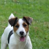 Picture of dog lost at Yssandon