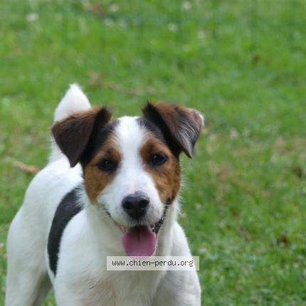 Photo 1/1 Lilo Chien lost in Yssandon