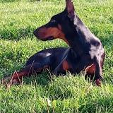 Picture of dog lost at Coulombiers